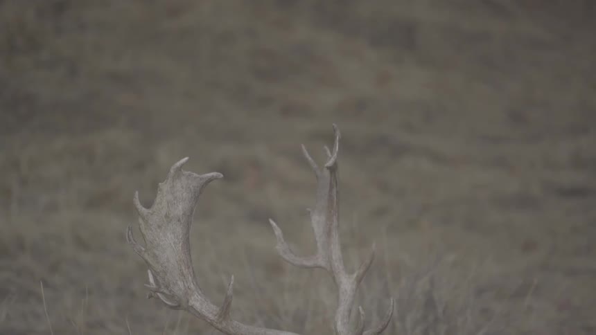 A deer antlers in a grassy plain