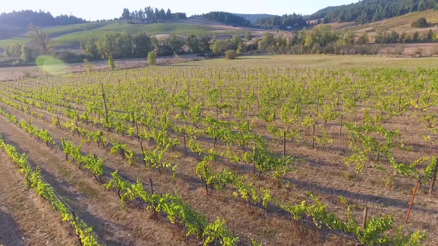 Hundreds of plants grow in an open field