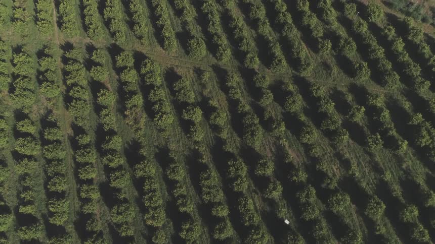 Row of neatly lined trees off the side of the road