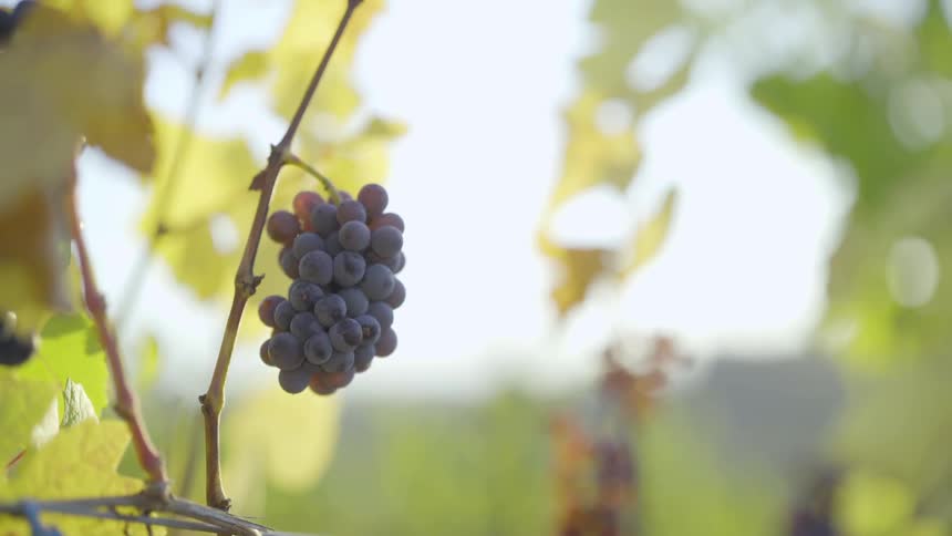 A bunch of grapes hang on a branch