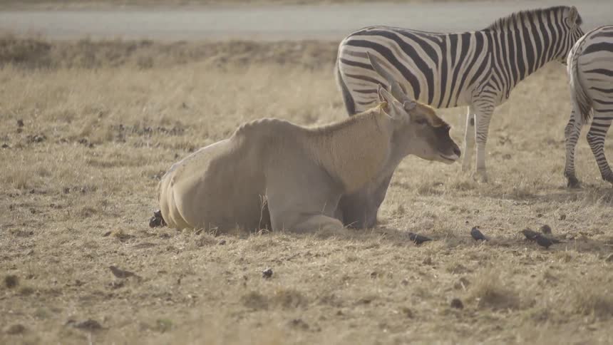 Different wild animals relax together in a field