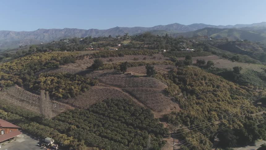 A village with buildings and houses spread between vineyards and trees