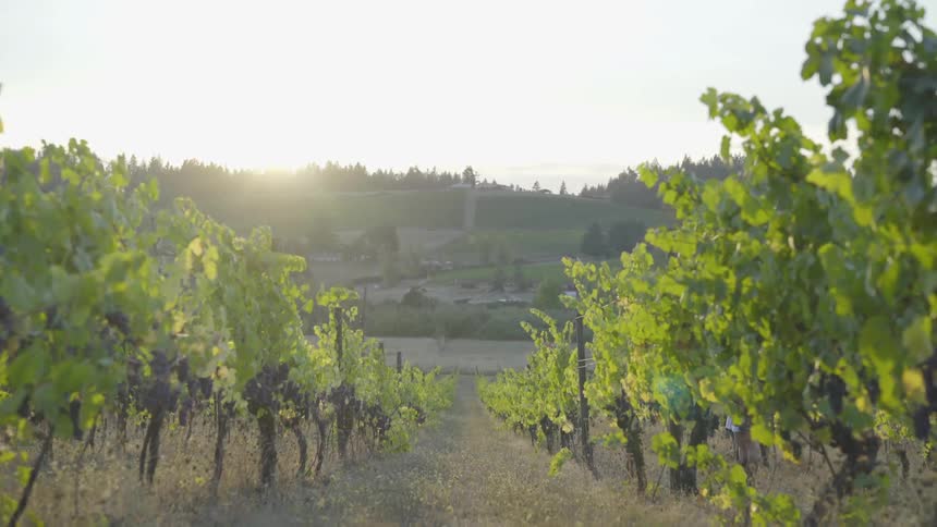 Sunset across the vineyard behind the hill in the countryside