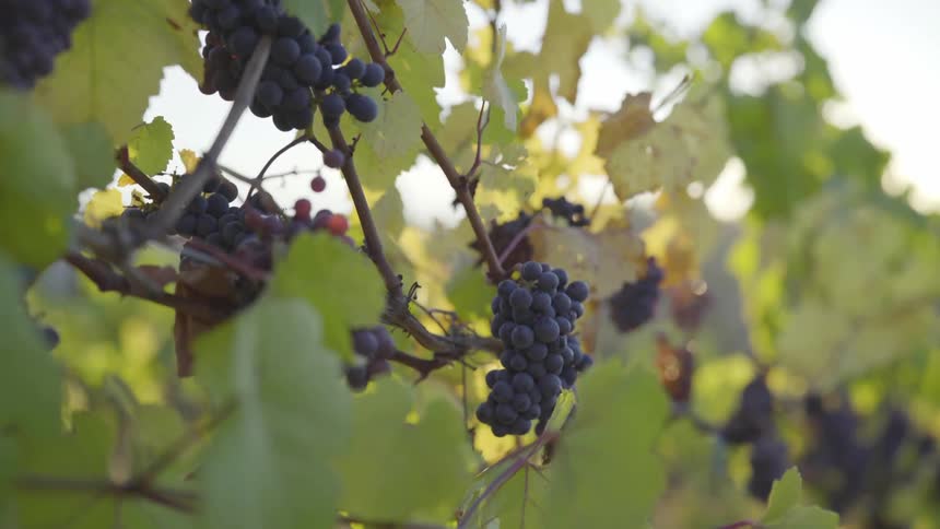 Grapes are on vines outside