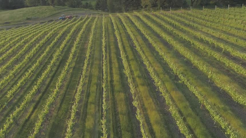 A large field of many rows of plants with a tractor