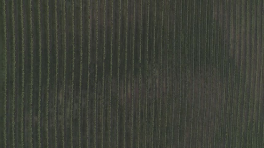 Aerial view of a vineyard field