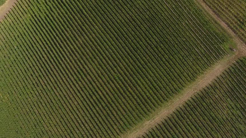 Dirt roads run between large fields of corn