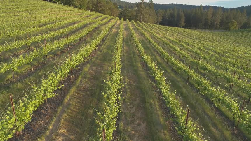 A vineyard with trees and the sky in the background