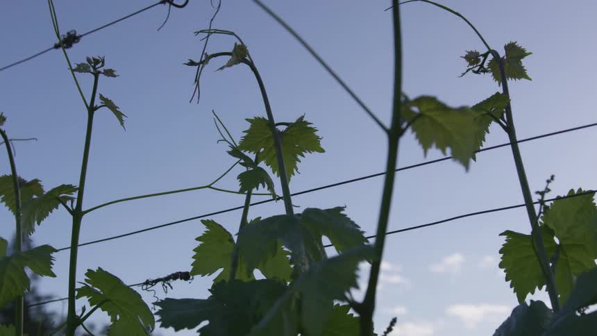 Leafy vines grow over wire outdoors