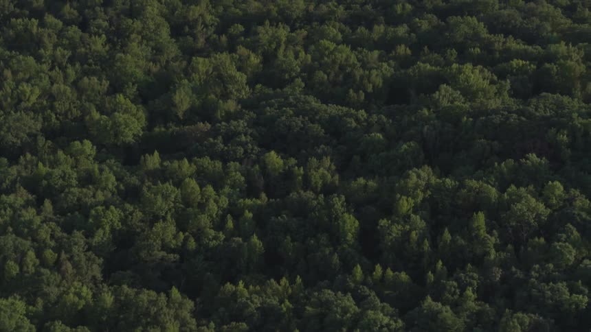 Camera flies over a forest