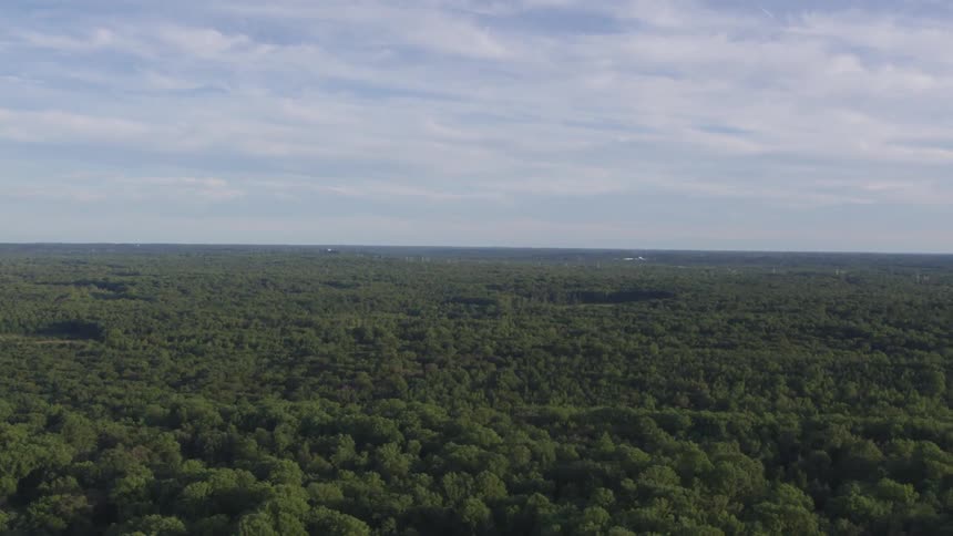 A broad swath of forest during the day