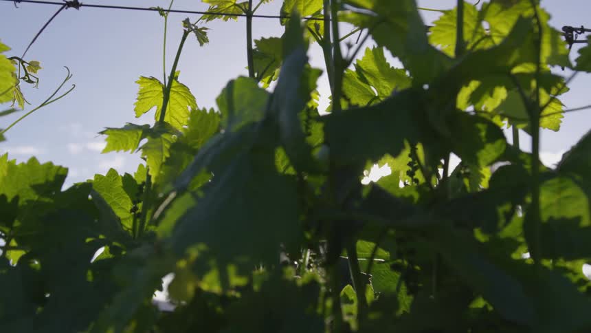 Plants climb up past barbed wired under bright sunshine