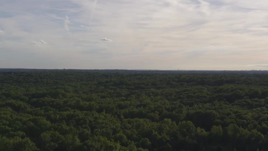 A large span of forest during the day