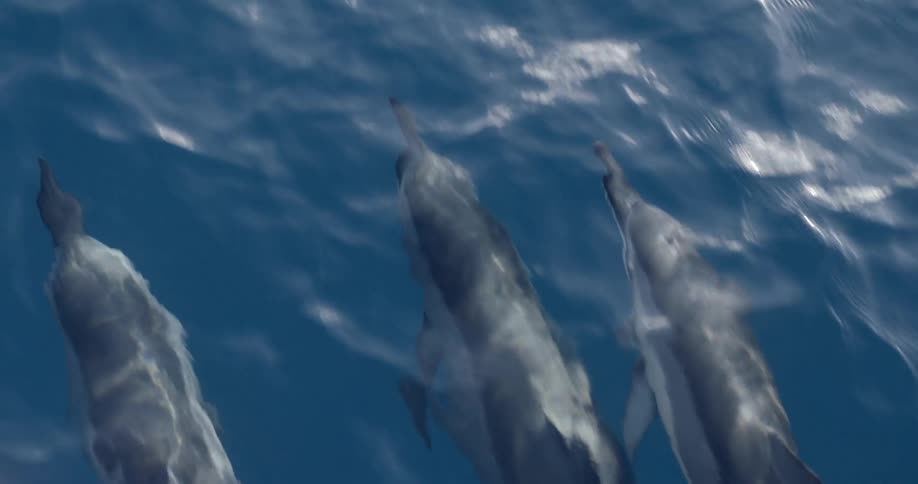 Dolphins swimming in the ocean