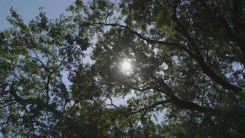 A canopy of trees in a forest area with sunshine breaking through the trees