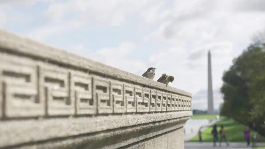 Two birds tweet on building while people walk through the path at national mall lincoln memorial