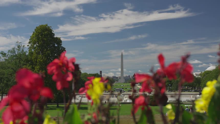 The washington monument in the distance from some flowers