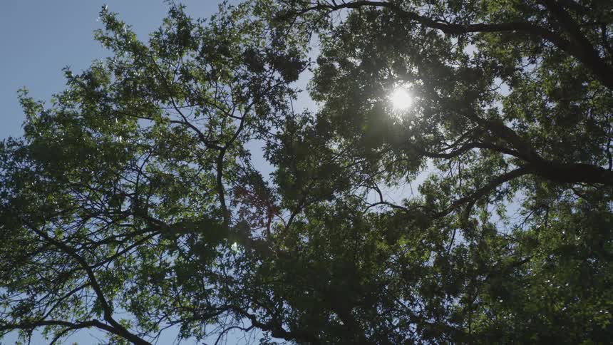 The sun shines through the branches of a big tree on a cloudless day