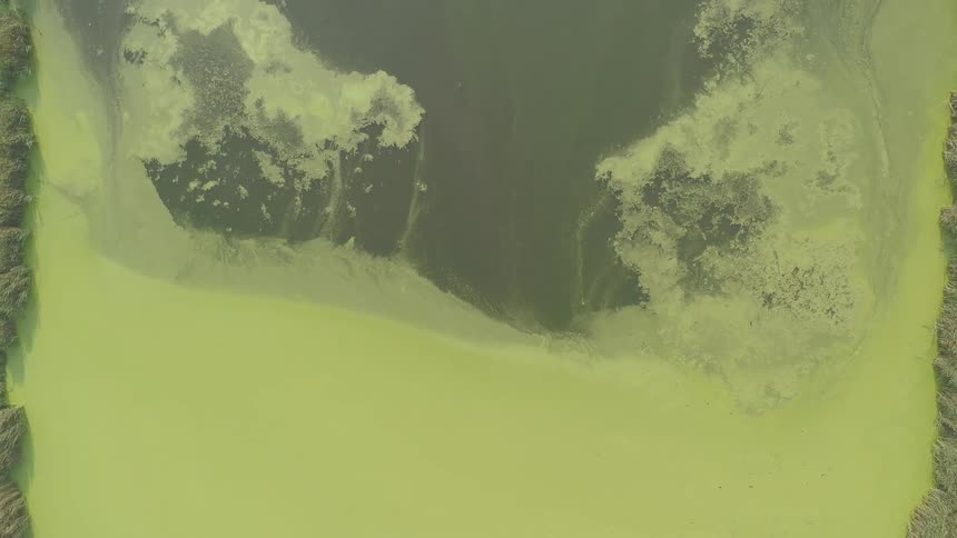 Camera pulls out from an algae covered pond