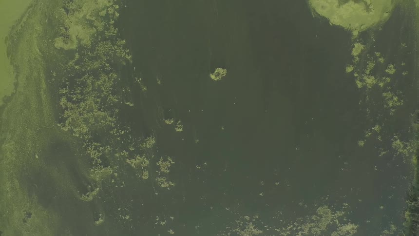 An aerial view of a swamp