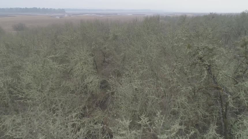 A long line of dead vegetation