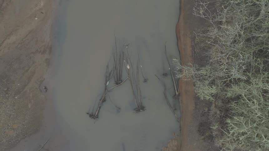 Trees lay on their side in a muddy river