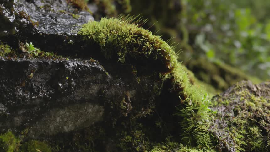 Droplets of water drip off of a moss covered rock