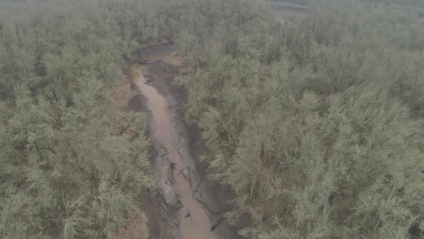 River bordered by forest