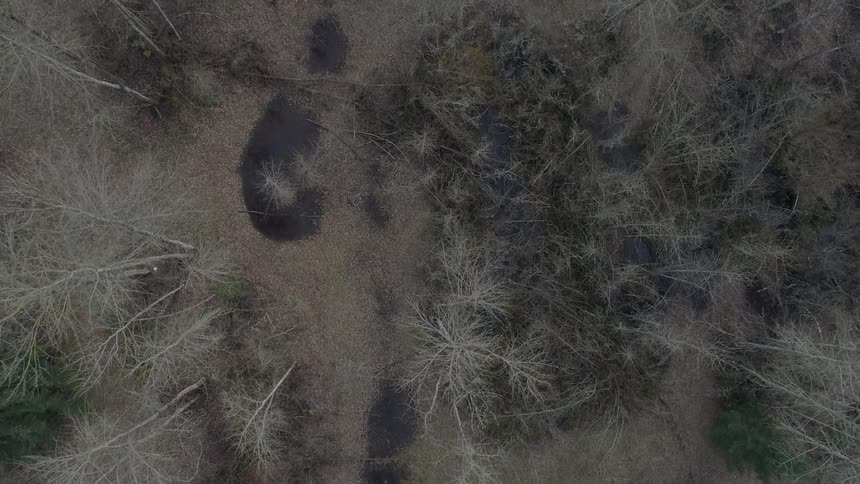 Forest with bodies of water