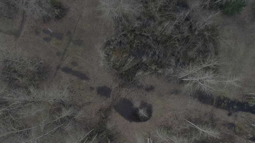 Camera looks down into a forest