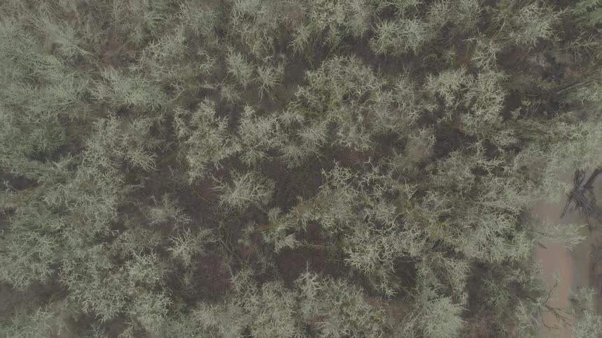 Trees with snow covered branches sit in the forest