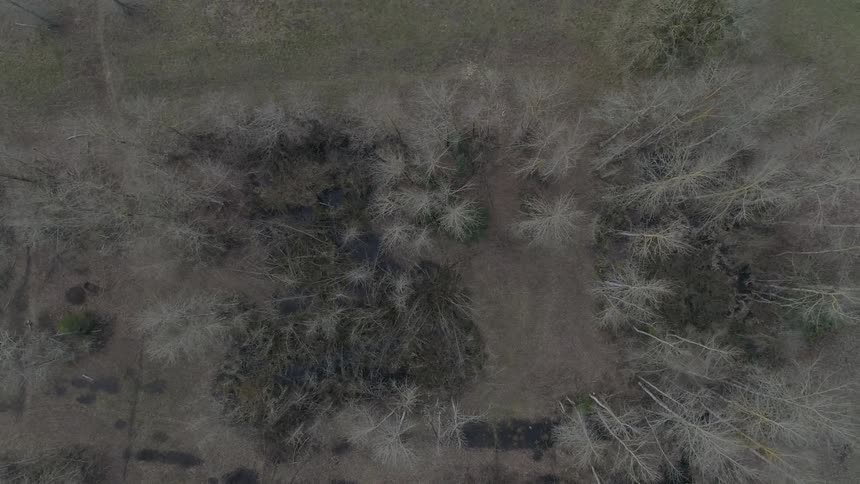 Aerial view of a forest