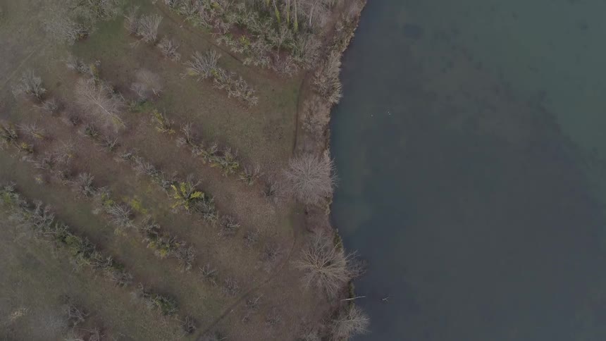 A field of dying plants against a body of water