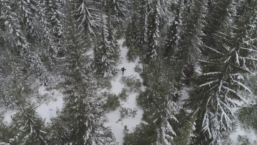 Snow is covering a wooded area