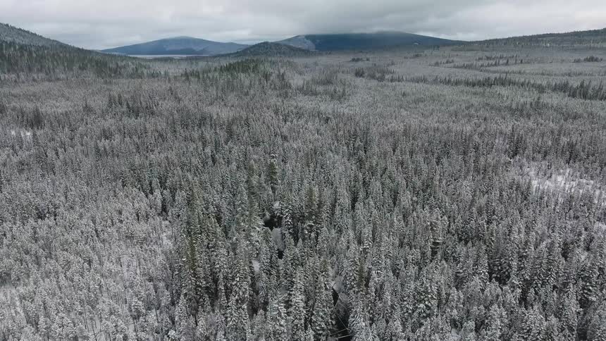Camera flies over a snowy forest