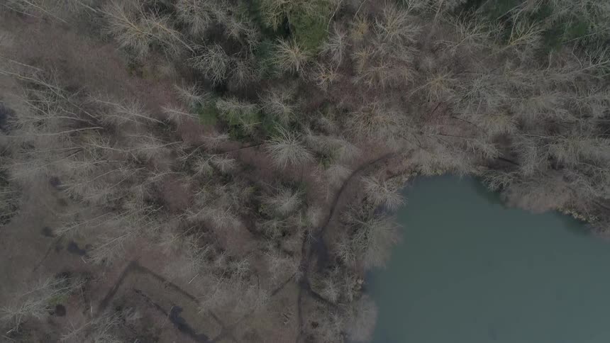 Bare trees stand next to a calm lake in a forest