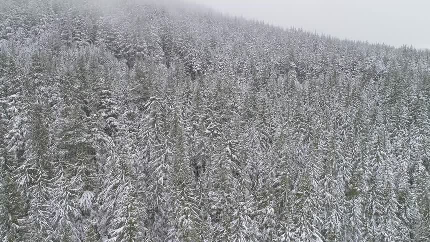 Snow covered pine trees on a hill
