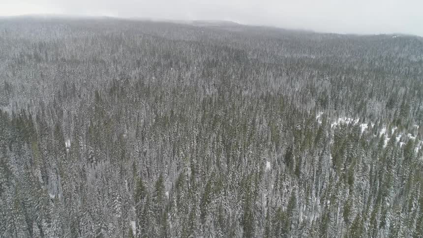 Snow is covering the forest area