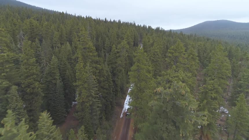A car driving along a road in the middle of a forest