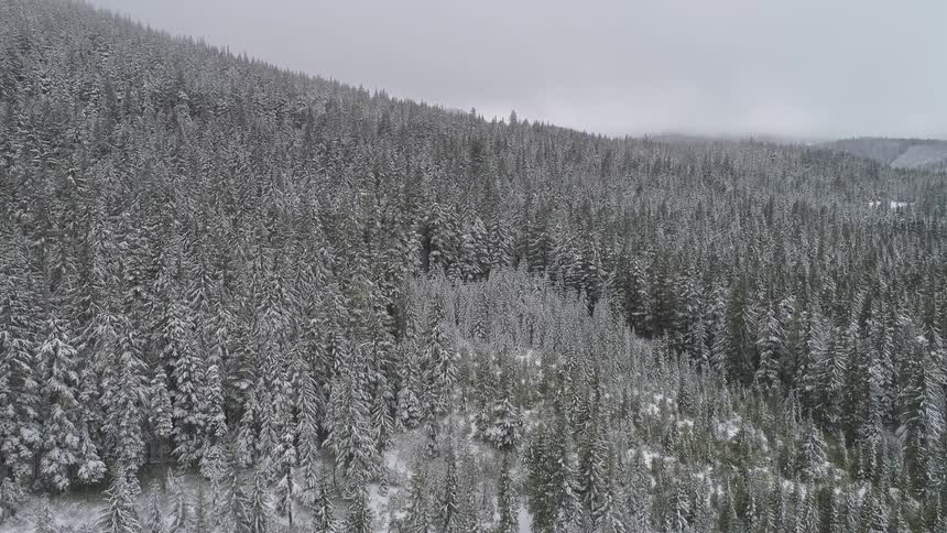 A forest with snow on the trees