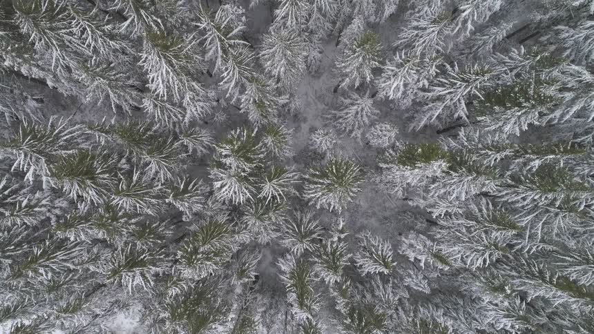 Snow capped trees and snow covered ground in a forest