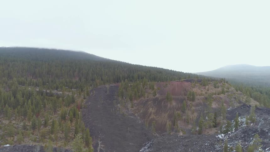 Fir trees grow along a hill
