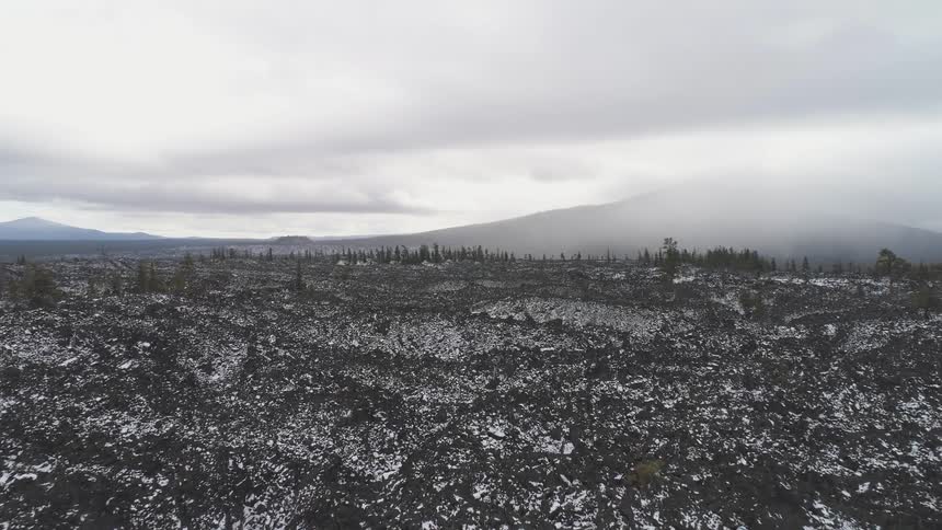 Numerous trees sit under the cloudy sky