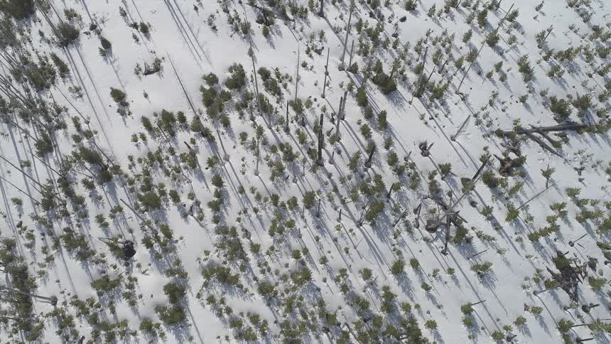 Aerial view of a snow covered forest