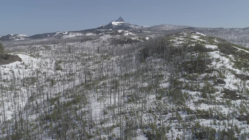 A lot of naked trees on snowy hills by daytime