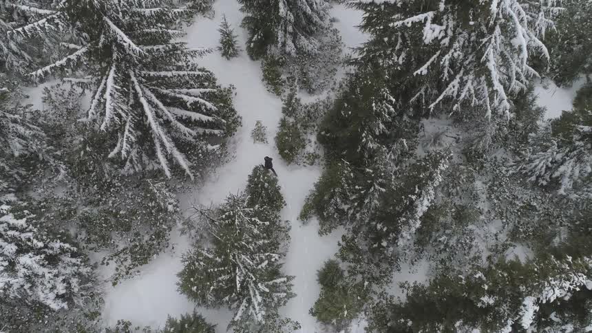 A birds eye view of a person walking through trees