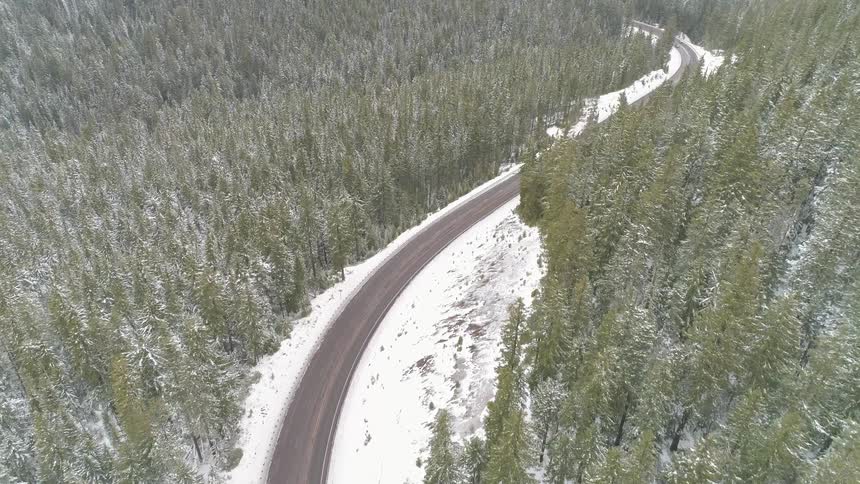 Road bordered by snow winds through conifer forest