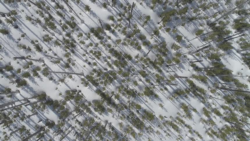 A forest with snow on the ground
