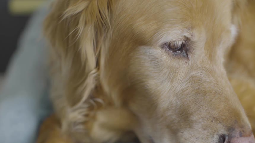Close up of a golden retriever