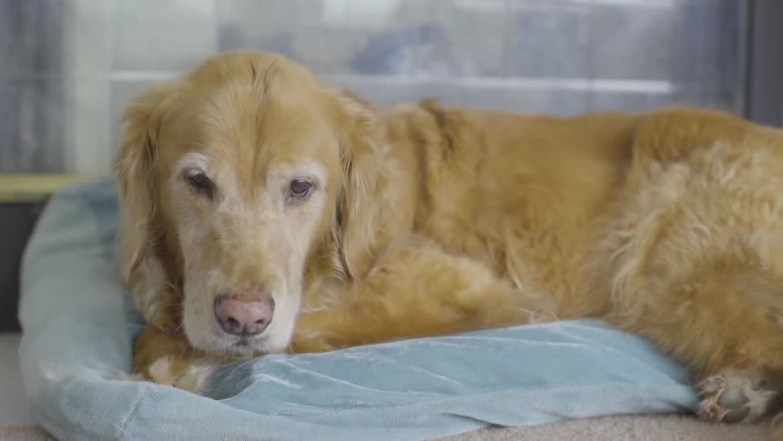 A dog lies in a a dog bed resting